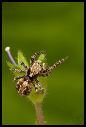 Pseudeuophrys lanigera