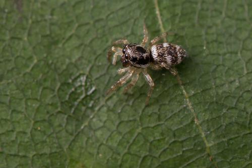 Salticus sp.
