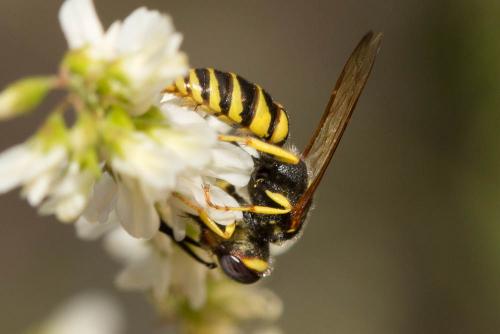 Philanthus triangulum
