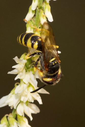 Philanthus triangulum