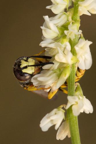 Philanthus triangulum
