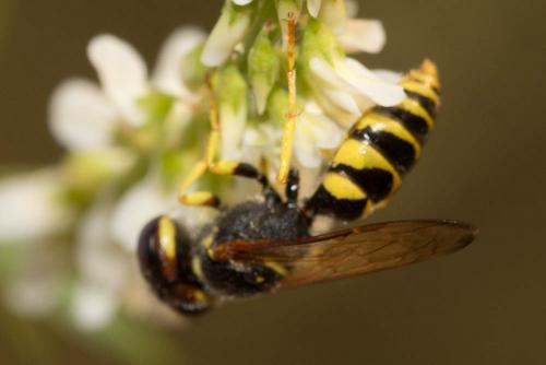 Philanthus triangulum