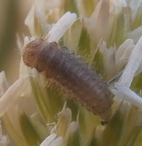 Rhyzobius litura