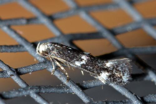 Elachista stabilella