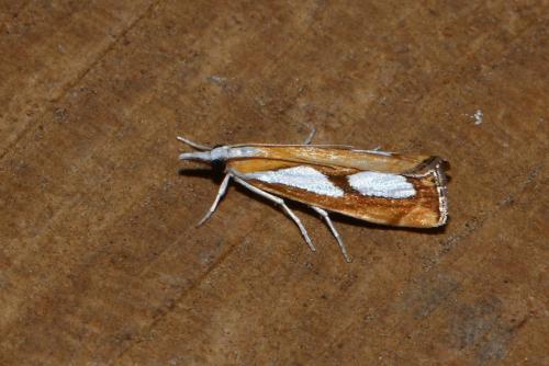 Réf. 143 917 : Catoptria pinella