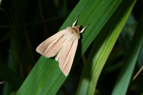 Réf. 143 009 : Mythimna impura