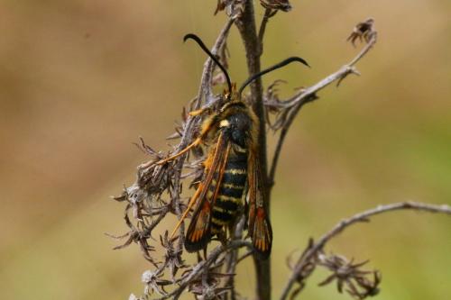 Bembecia ichneumoniformis