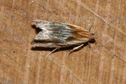 Réf. 143 841 : Eucosma sp.