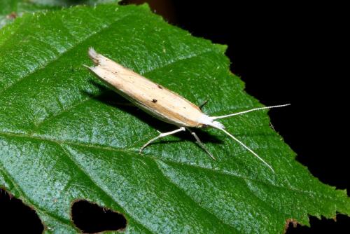 Réf. 143 914 : Ypsolopha nemorella