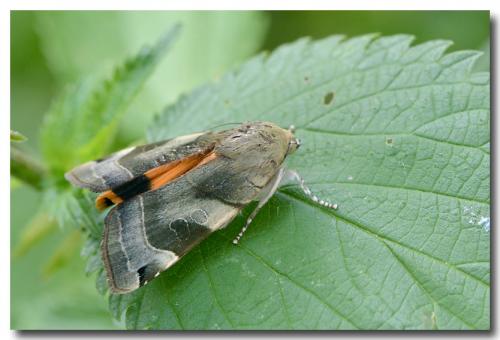 Noctua sp.