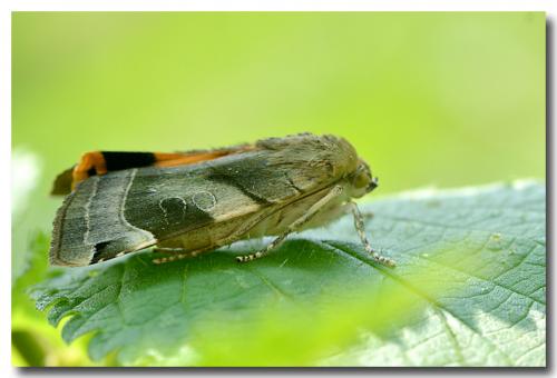 Noctua sp.