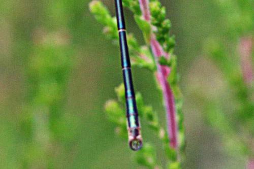 Lestes sponsa