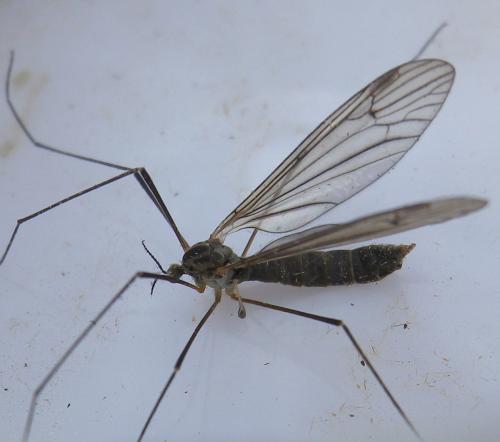 Dicranota sp.