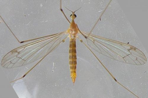 Réf. 143 724 : Dicranomyia sp.