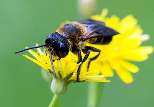 Megachile sculpturalis