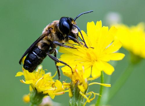 Megachile sculpturalis