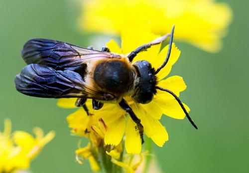 Megachile sculpturalis