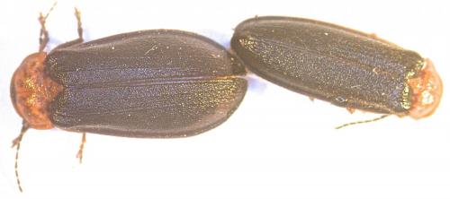 Luciola lusitanica