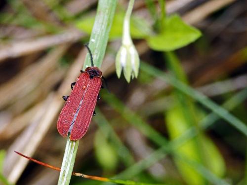Réf. 143 308 : Dictyoptera aurora