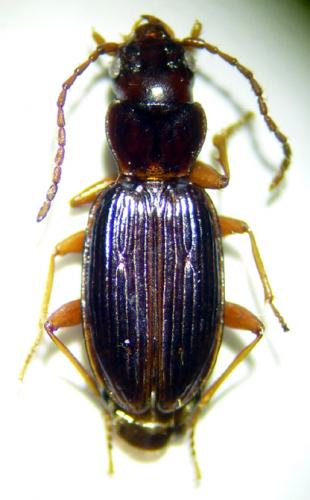 Réf. 143 213 : Bembidion nigropiceum