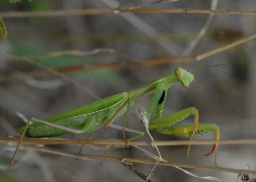 Mantis religiosa