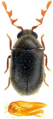 Dorcatoma minor