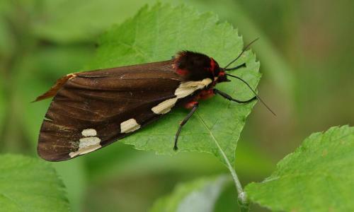 Réf. 143 817 : Pericallia matronula