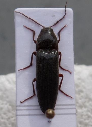 Réf. 143 312 : Melanotus villosus