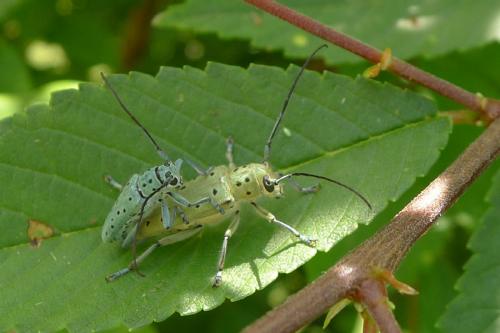 Réf. 143 852 : Saperda punctata