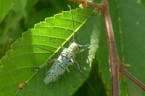 Réf. 143 853 : Saperda punctata