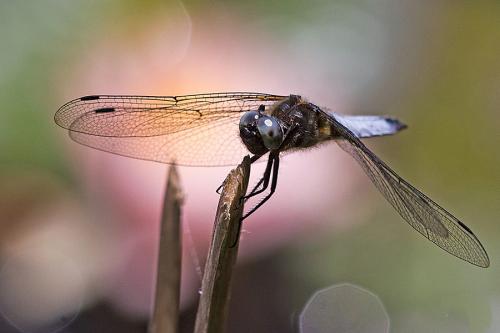 Réf. 143 641 : Libellula fulva