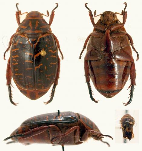 Callistethus tigrinus