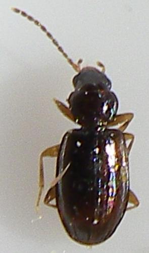 Réf. 143 067 : Tachys bistriatus
