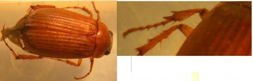 Serica brunnea