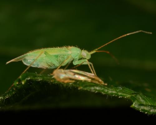 Réf. 143 338 : Orthotylus sp.
