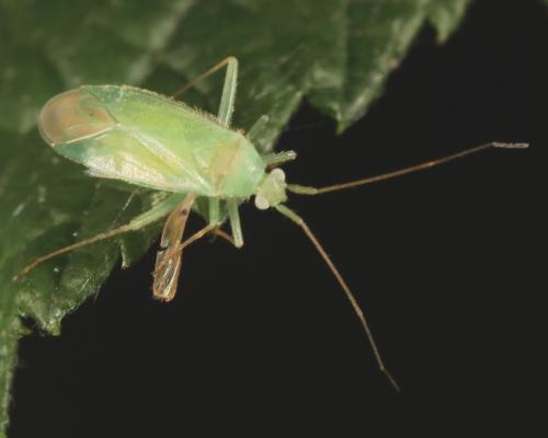 Réf. 143 376 : Orthotylus sp.