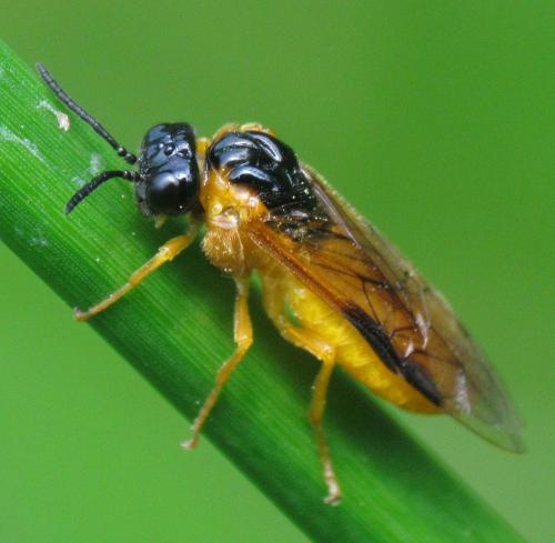 Réf. 143 128 : Selandria serva