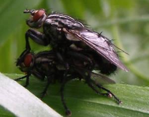 Sarcophaga sp.
