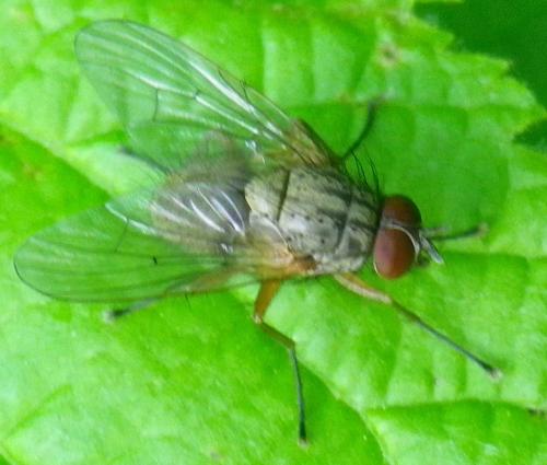 Helina sp.