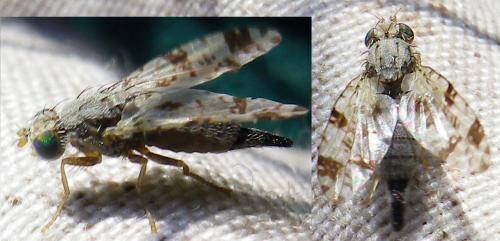 Réf. 143 229 : Tephritis hyoscyami