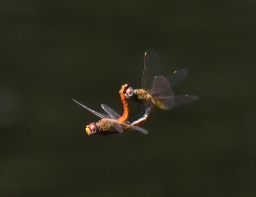 Pantala flavescens