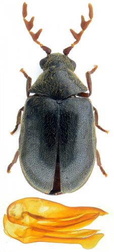 Réf. 143 856 : Dorcatoma dresdensis