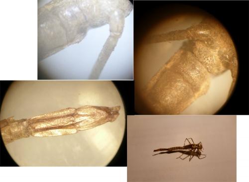 Erythromma sp.