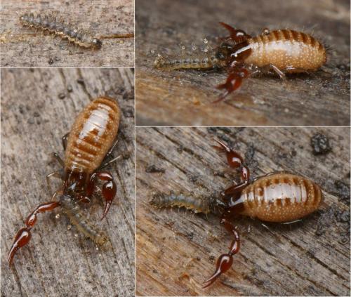 Forcipomyia sp.