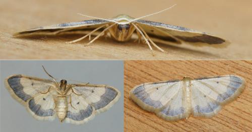 Idaea politaria