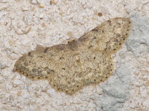 Idaea libycata