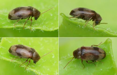Réf. 143 407 : Ochina ptinoides