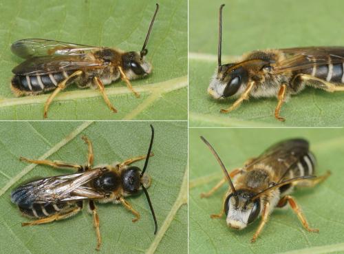 Halictus quadricinctus