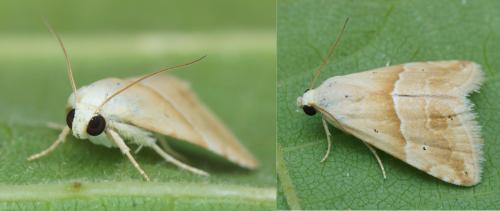 Eublemma parva