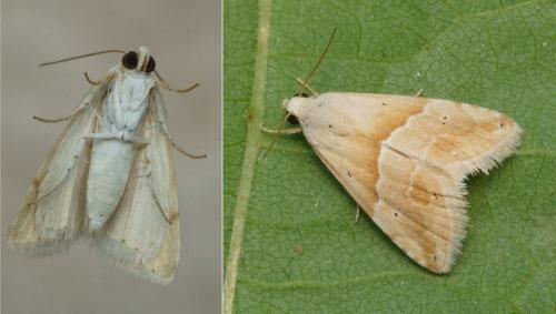 Eublemma parva